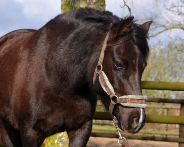 broodmare Jowout's Marit (New Forest Pony, 2009, from Arenberg's Maurits)