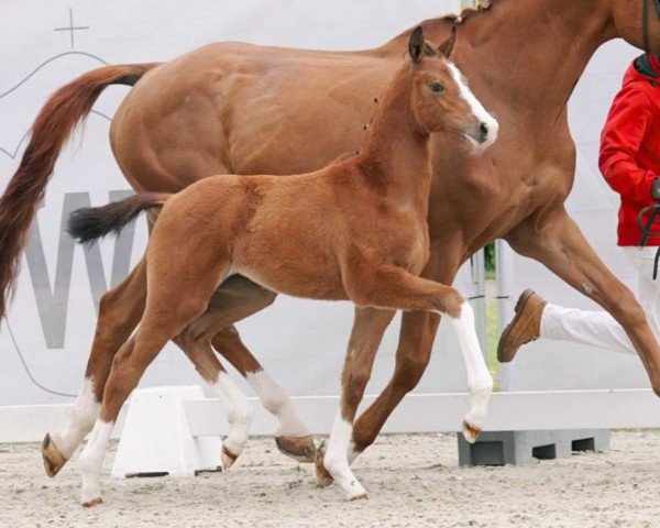 dressage horse Gini (Westphalian, 2023, from Goldberg 15)