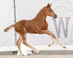 dressage horse Space X (Westphalian, 2023, from Secret)