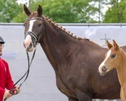 broodmare Donatella versace (Oldenburg, 2016, from Don Romanov)