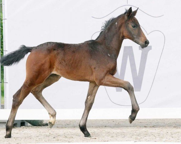 dressage horse Emily (Westphalian, 2023, from Escaneno)