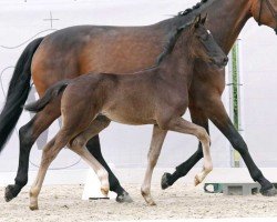 dressage horse Dreams come true FB (Westphalian, 2023, from Glock's Dream Boy)