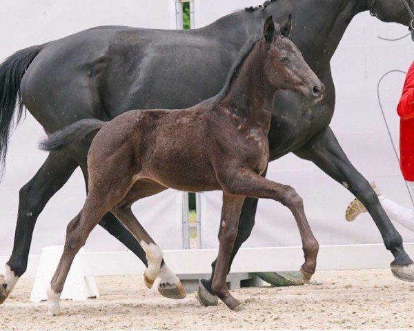 dressage horse Valentine (Westphalian, 2023, from Vision)