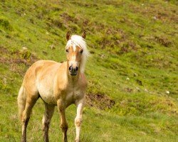 Pferd St. Camillo (Haflinger, 2022, von Stalypso Haflinger)