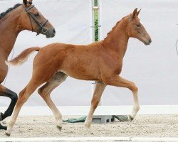 dressage horse Vencedora (Westphalian, 2023, from Vivat Rex)