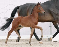 dressage horse Toller Typ (Westphalian, 2023, from Taurus)