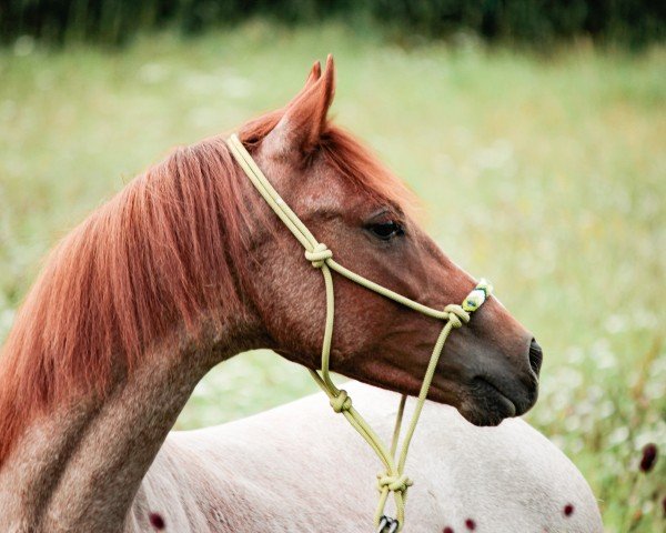 dressage horse Bekas Dubai (German Riding Pony, 2020, from Dark Dornik)