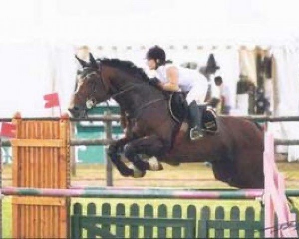 stallion Charly du Banney (Selle Français, 1990, from Totoche du Banney)