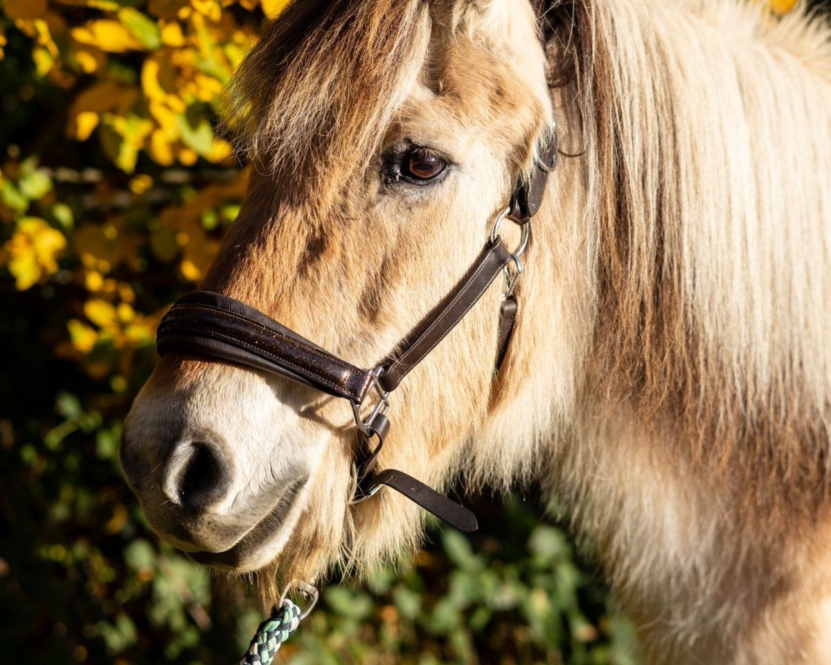 broodmare Perle (Fjord Horse, 1997, from Greiing FJH 650)