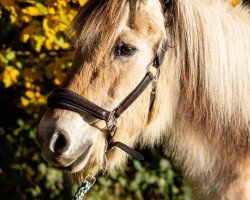 broodmare Perle (Fjord Horse, 1997, from Greiing FJH 650)