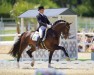 dressage horse Ehrengold MJ (Westphalian, 2003, from Ehrentusch)