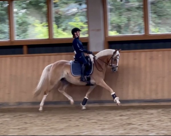 dressage horse Petite Fleur H (German Riding Pony, 2010, from Pilatus)