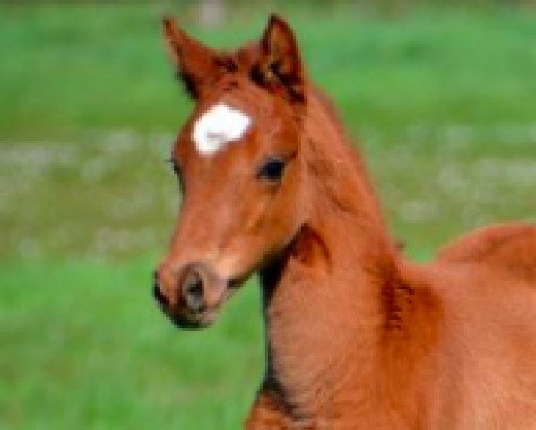 Springpferd Good Luck d' ete (Welsh Pony (Sek.B), 2016, von Nabab de Rêve)