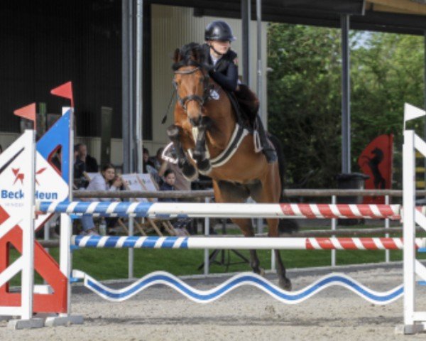 jumper D-Champ (German Riding Pony, 2018, from D-Power AT)