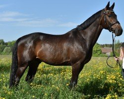 jumper L.A. van het Zwarte Pannenhof (Belgian Warmblood, 2011, from Clarence C)