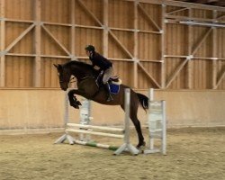 jumper Cascada (German Sport Horse, 2020, from Casalido)