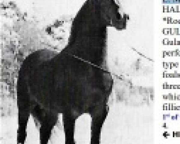 Deckhengst HMR Hallanys Mesaoud ox (Vollblutaraber, 1961, von Hallany Mistanny ox)