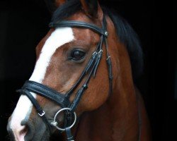 broodmare Cherry Pie (Holsteiner, 1997, from Coriano)