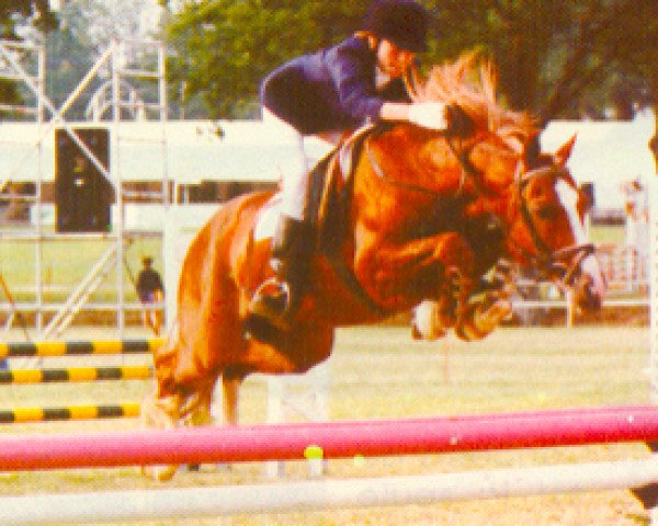 stallion Elvey Jarnac (Welsh-Pony (Section B), 1975, from Brockwell Brandy)