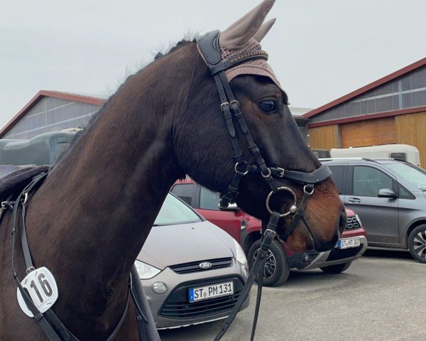 Springpferd Campino 595 (Deutsches Reitpony, 2018, von Cracker Noble M)