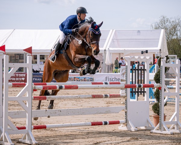 jumper Carly 16 (German Sport Horse, 2016, from Carell)