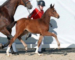 dressage horse Sweet Love (Westphalian, 2023, from Secret)