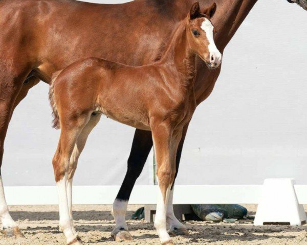 dressage horse Findus (Westphalian, 2023, from Fanegro)