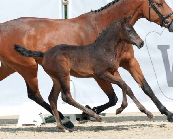 Springpferd Cornada Special (Westfale, 2023, von Cornado NRW)