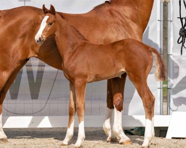 dressage horse Fabiola WF (Westphalian, 2023, from Blue Hors Farrell)