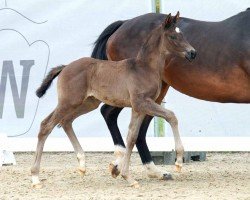 dressage horse For Victory (Westphalian, 2023, from Feliciano)