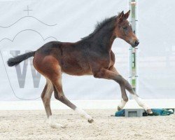 Springpferd Choco Girl V (Westfale, 2023, von Comilfo Plus Z)