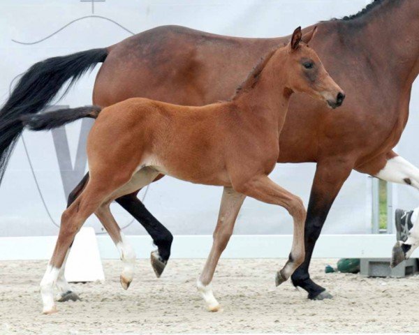 dressage horse Zaphira (Westphalian, 2023, from Blue Hors Zackerey)