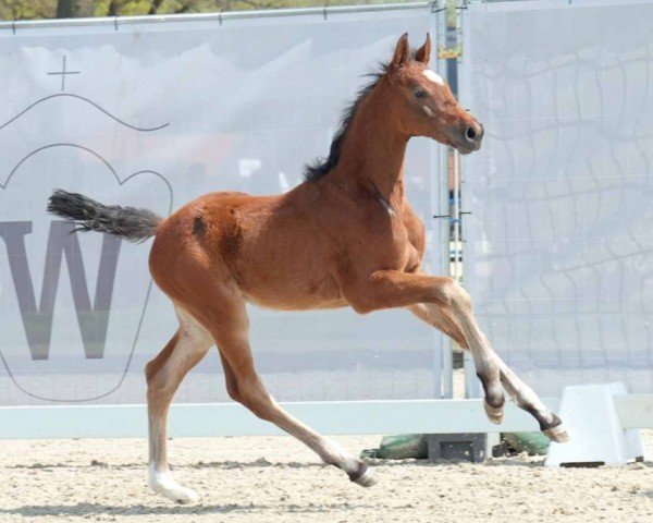 Springpferd Evergreen (Westfale, 2023, von Eldorado vd Zeshoek Tn)