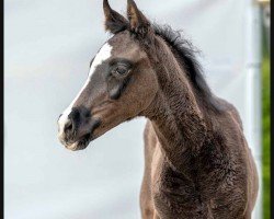 dressage horse Finino (Westphalian, 2023, from Fashion In Black NRW)