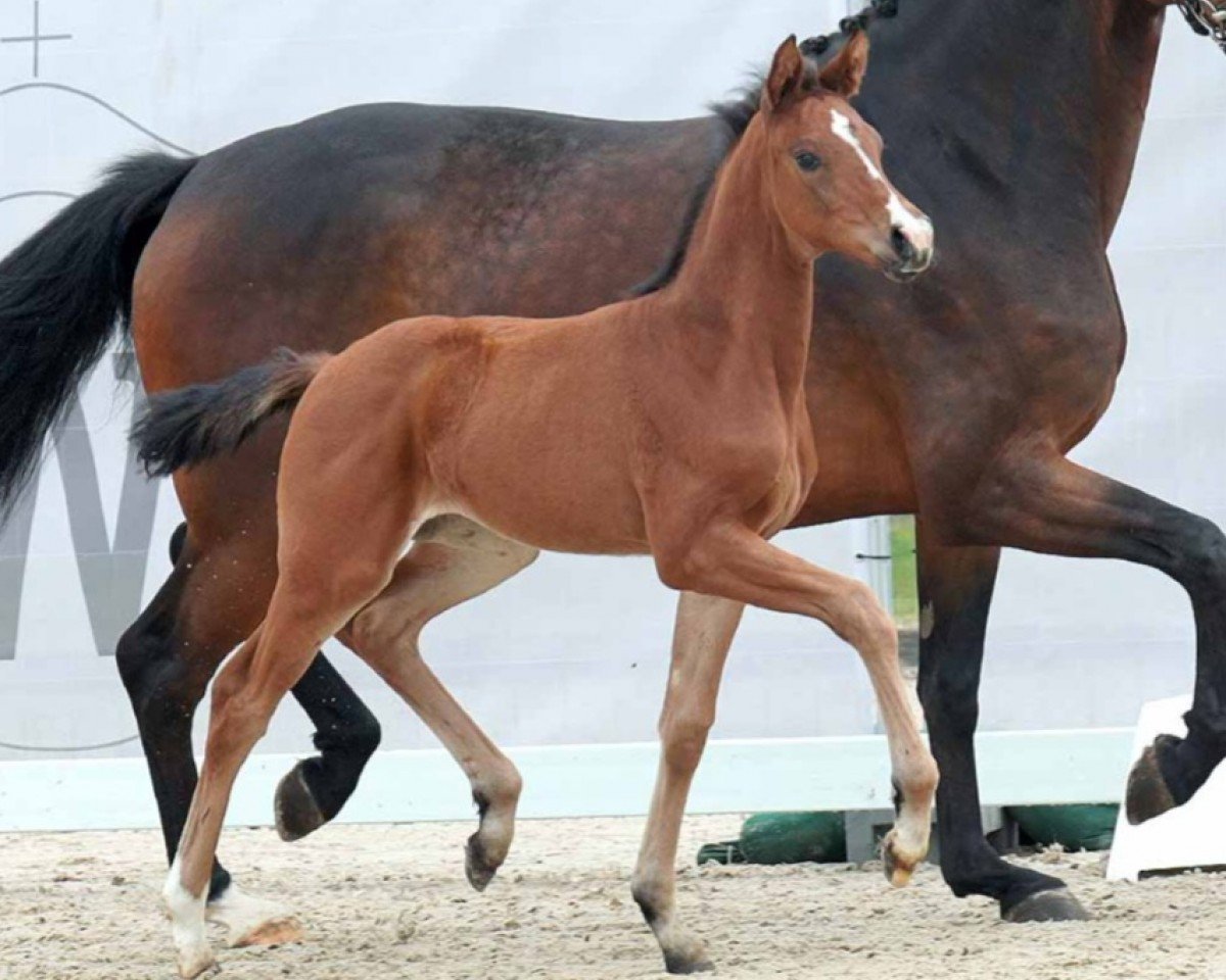 dressage horse Faible (Westphalian, 2023, from Franz Joseph Junior)
