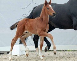 dressage horse For You (Westphalian, 2023, from For Gold OLD)