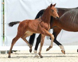 dressage horse Faith Hills Freedom JVR (Westphalian, 2023, from Fürstenball)