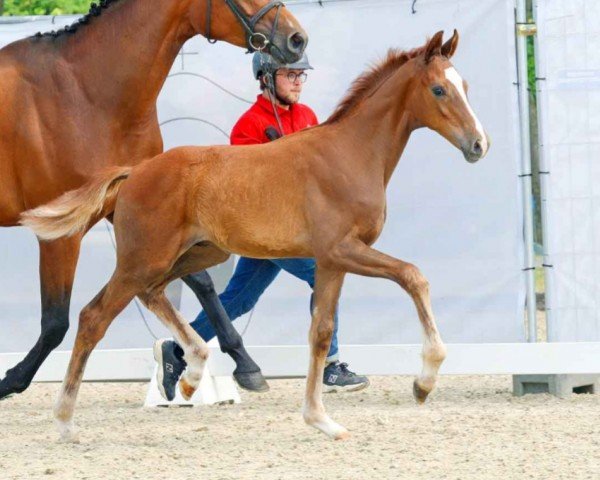 dressage horse Bon Bon (Westphalian, 2023, from Be my Dancer)