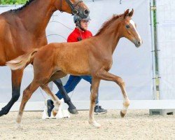 dressage horse Bon Bon (Westphalian, 2023, from Be my Dancer)