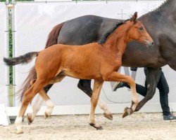 dressage horse Festus (Westphalian, 2023, from Fusionist)