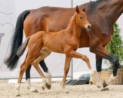 dressage horse Frankie Boy (Westphalian, 2023, from Franco Nero)