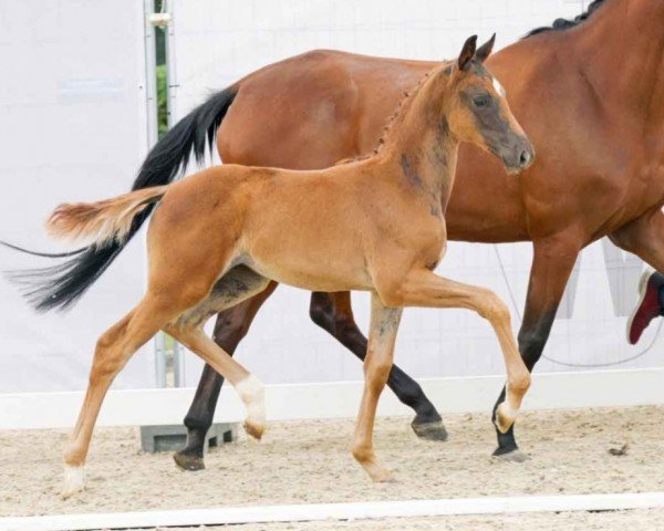 dressage horse Traumtänzerin (Westphalian, 2023, from Total Diamond PS)