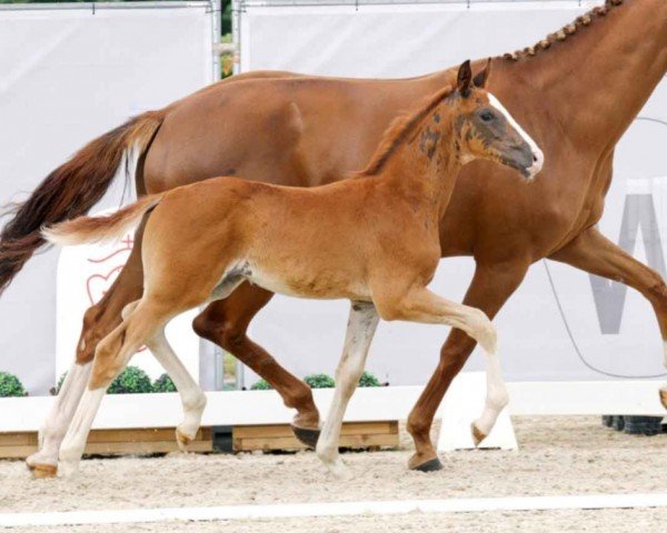 dressage horse Blitzlicht SD (Westphalian, 2023, from Bonds)