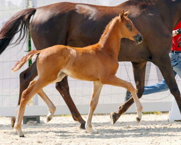 dressage horse Dancing Queen RK (Westphalian, 2023, from Dynamic Dream)