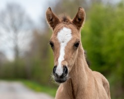 Fohlen von Petit Rock the Dance (Deutsches Reitpony, 2024, von Petit Rock the Moment)