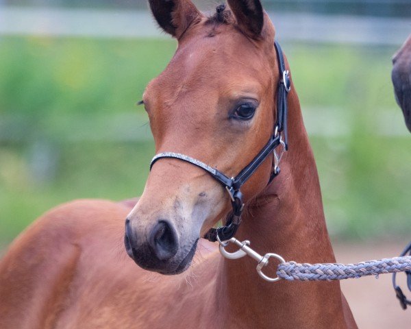 Dressurpferd Margaux (Deutsches Reitpony, 2021, von Petit Rock the Moment)