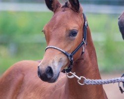 Dressurpferd Margaux (Deutsches Reitpony, 2021, von Petit Rock the Moment)