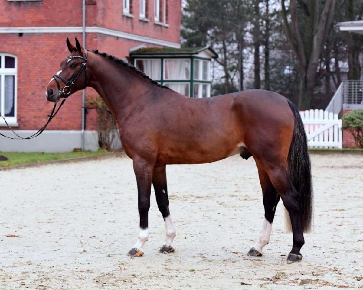 Deckhengst For Carsten (Holsteiner, 2016, von For Pleasure)