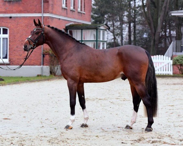 stallion For Carsten (Holsteiner, 2016, from For Pleasure)