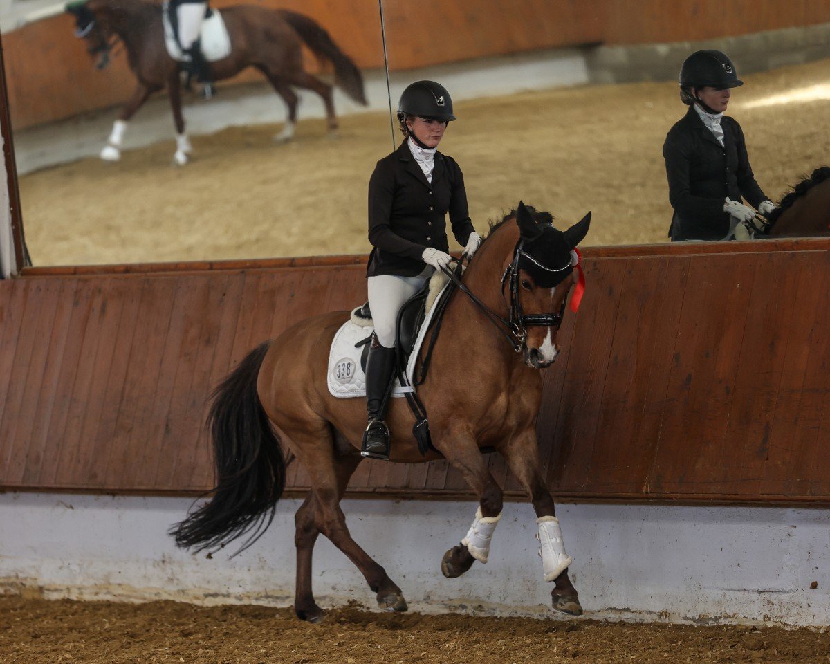 dressage horse Dubidu 12 (German Riding Pony, 2013, from Dankeschön)